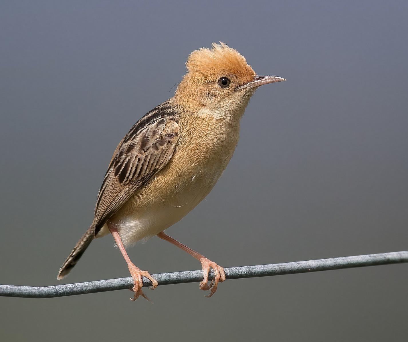 Golden-headed cisticola